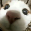 碳碳