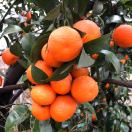 田根的头像-梧桐有术