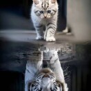 春秋的头像-辰星笔记