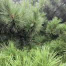 多吉的头像-正骨教程博客