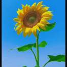 入了心的人一生惦记