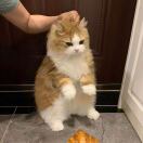 波士顿(马萨诸塞州)求租