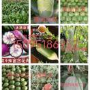 潍坊寒亭瓜果蔬菜供应