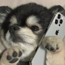 yuzh的头像-棉花糖会员站