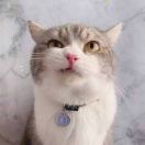 长江一号的头像-WordPress主题模板-zibll子比主题