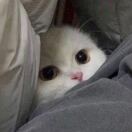 Vita Strawberry Place转租&房东直租