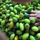 青果橄榄聚榄阁农产品加工李元兵