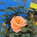 炜昌五金卢传兰