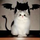 Yolanda的头像-拟人圈