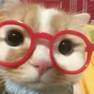 The pavilion转租&房东直租