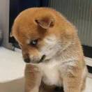 吴冬艳