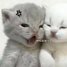 @COTTI COFFEE | 阿昊.的头像-秀琴曲谱网