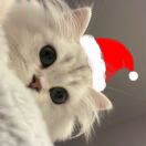 Tower 28转租&房东直租