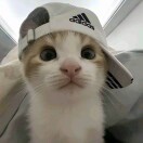 用户头标