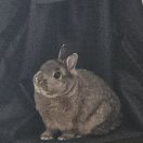 炸鱼的头像-cg男孩