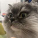 Solkatt.