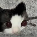 游俊铨