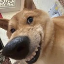 特别想养🐱