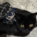 The Journal转租&房东直租