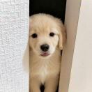 伯明翰求租