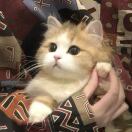 iQ Grove转租&房东直租