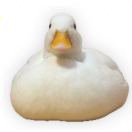 伦敦求租