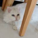 万佳欣的头像-秀琴曲谱网