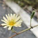 券妈妈会员: 刘蕾