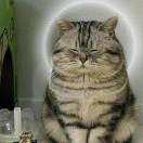 wingmeng的头像-STL下载网_3D打印模型网_3D模型库_3D打印模型素材_3D打印机