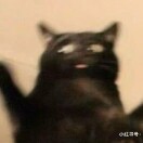 看一只小猫pp