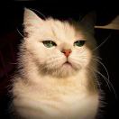 Chat noir.
