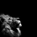 🦁คิดถึง