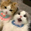 ciii-t的头像 - 校园论坛