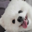 LYA