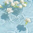 Avalon转租&房东直租