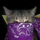 用户97266329的头像-秀琴曲谱网