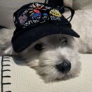 圣克拉拉(加利福尼亚州)求租