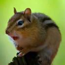 含树（函数）（宋昊宸）