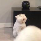 Renaissance的钢琴谱