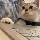 纽约(纽约州)求租