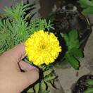 喜花果的头像-小果迷