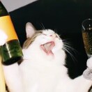 纽约(纽约州)求租