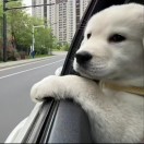 柳箬若