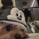 布里斯托求租
