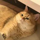 Rise Koreantown转租