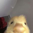 布里斯托求租