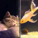 Tribeka转租&房东直租