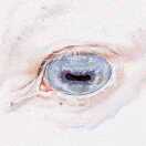 Forest·森霖的头像-拟人圈