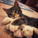 271 Platt's Ln转租&房东直租