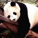 李鹏飞（知行）（呆咩）的头像-侠隐阁源码